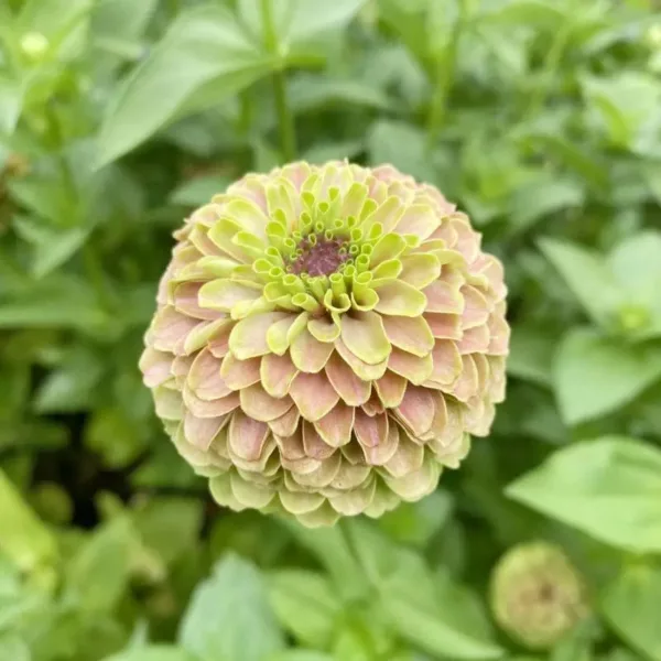 zinnia elegans queeny lime with blush