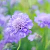 Ördögszem - Scabiosa atropurpurea oxford blue