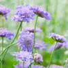Ördögszem - Scabiosa atropurpurea oxford blue