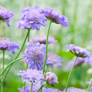 Ördögszem - Scabiosa atropurpurea oxford blue
