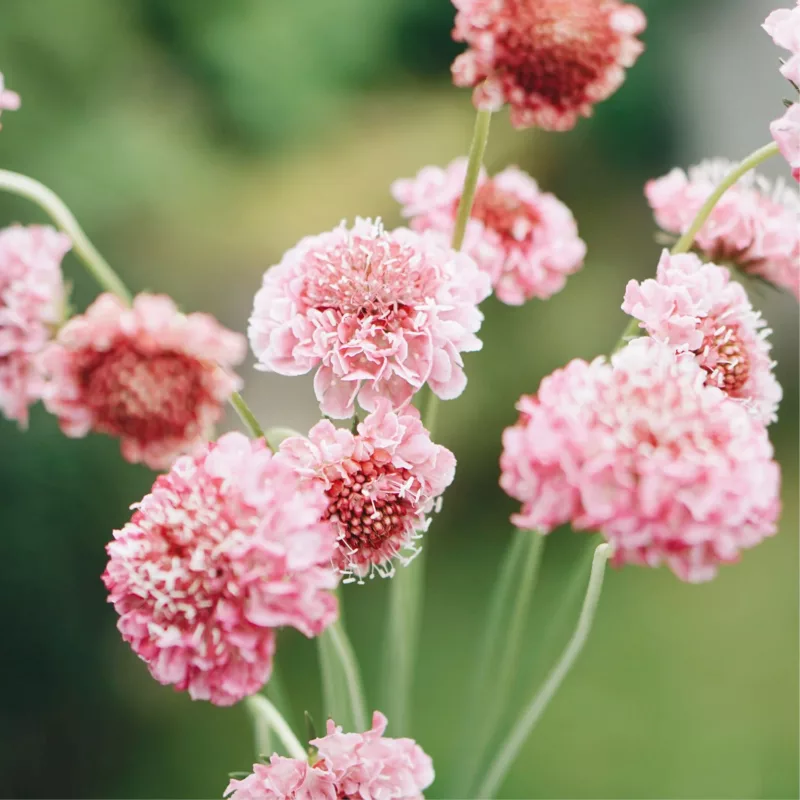 Ördögszem-scabiosa atropurpurea salmon queen