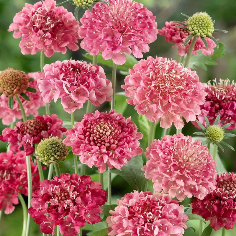 Ördögszem-scabiosa atropurpurea salmon queen