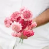Ördögszem-scabiosa atropurpurea salmon queen