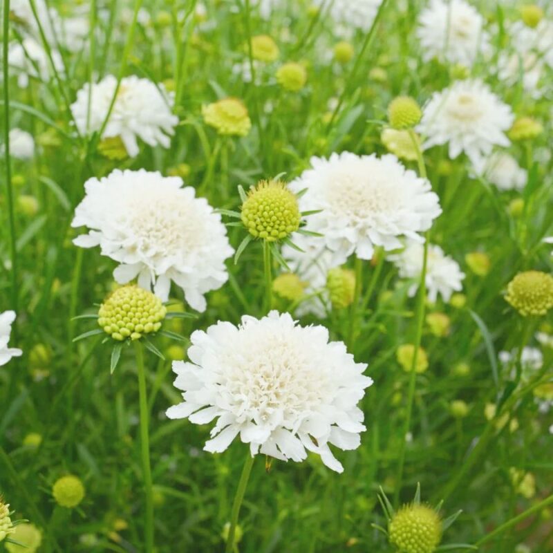 Ördögszem - Scabiosa atropurpurea snowmaiden