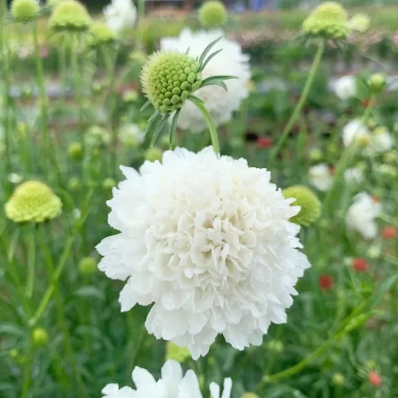 Ördögszem - Scabiosa atropurpurea snowmaiden