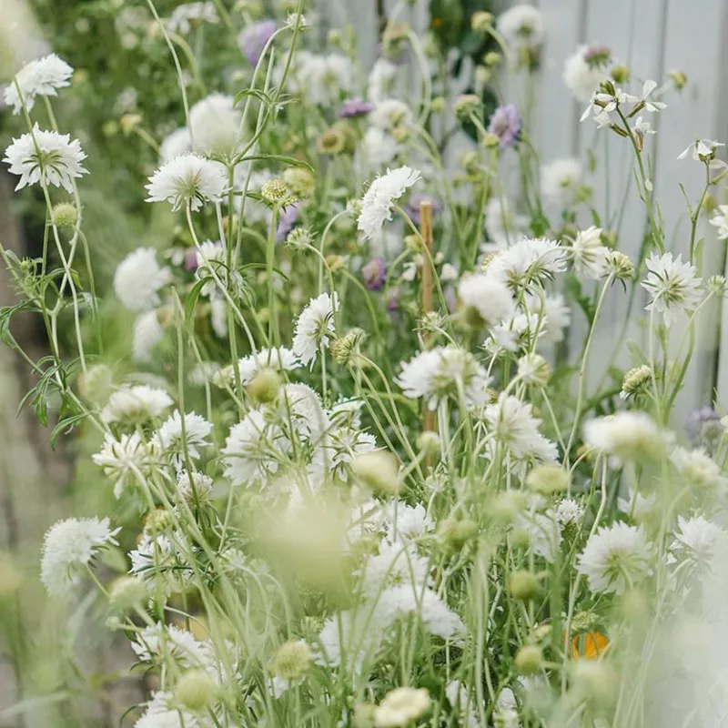 Ördögszem - Scabiosa atropurpurea snowmaiden