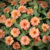 Zinnia Profusion Double Deep Salmon