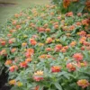 Zinnia Profusion Double Deep Salmon