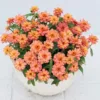 Zinnia Profusion Double Deep Salmon