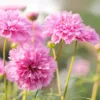 Double Dutch Rose pillangóvirág