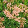 Sóvirág › Limonium Sinuatum › QIS Apricot