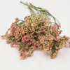 Sóvirág › Limonium Sinuatum › QIS Apricot