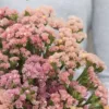 Sóvirág › Limonium Sinuatum › QIS Apricot