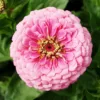 Zinnia elegans luminosa