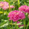 Zinnia elegans luminosa
