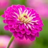 Zinnia elegans purple prince