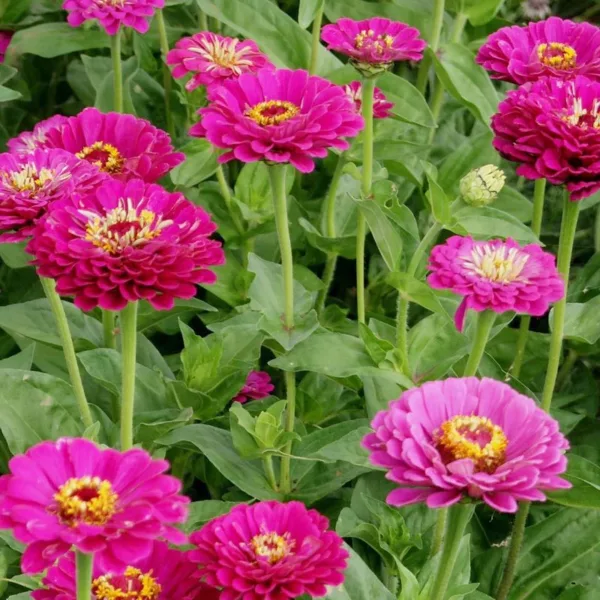 Zinnia elegans purple prince