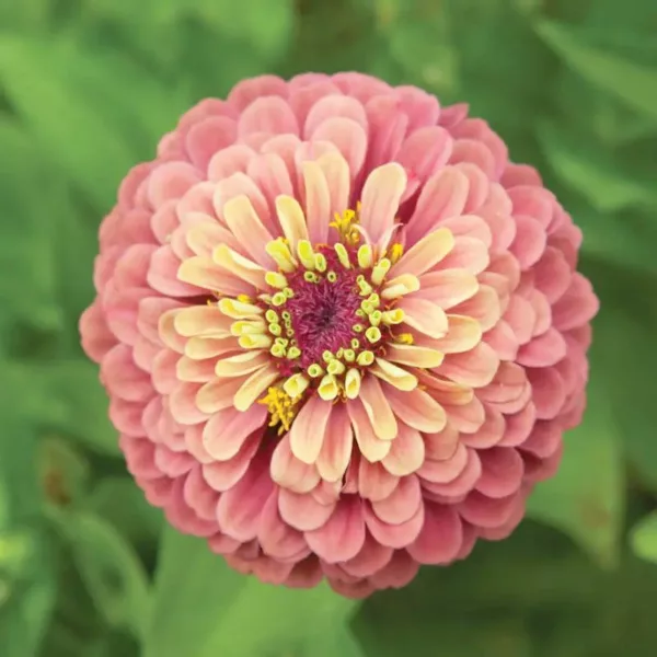 Zinnia elegans queeny red lime