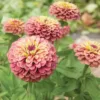 Zinnia elegans queeny red lime