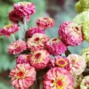 Zinnia elegans queeny red lime
