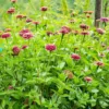 Zinnia elegans queeny red lime