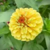zinnia elegans queeny lemon peach