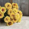 zinnia elegans queeny lemon peach