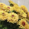 zinnia elegans queeny lemon peach
