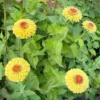 zinnia elegans queeny lemon peach