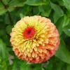 Zinnia elegans queeny lime orange