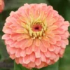 Zinnia elegans Salmon Queen