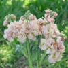 Nyári Viola › Matthiola Incana › Katz Apricot - Image 6