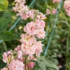 Nyári Viola › Matthiola Incana › Katz Apricot