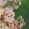 Nyári Viola › Matthiola Incana › Katz Apricot