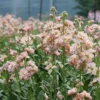 Nyári Viola › Matthiola Incana › Katz Apricot