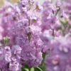 Nyári Viola › Matthiola Incana › Katz Light Lavender