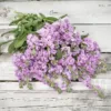 Nyári Viola › Matthiola Incana › Katz Light Lavender