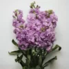 Nyári Viola › Matthiola Incana › Katz Light Lavender