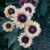 Kúpvirág › Rudbeckia Hirta › Sahara - Image 5