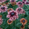 Kúpvirág › Rudbeckia Hirta › Sahara