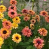 Kúpvirág › Rudbeckia Hirta › Sahara