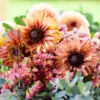 Kúpvirág › Rudbeckia Hirta › Sahara