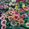Kúpvirág › Rudbeckia Hirta › Sahara