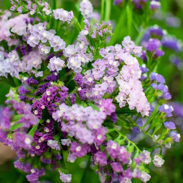 Sóvirág › Limonium Sinuatum › Pasztell árnyalatok mix