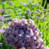 Sóvirág › Limonium Sinuatum › Pasztell árnyalatok mix