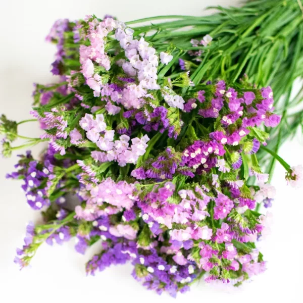 Sóvirág › Limonium Sinuatum › Pasztell árnyalatok mix