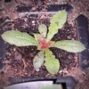 Sóvirág › Limonium Sinuatum Palánta a Napfényes Virágfarmon