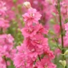 Szarkaláb › Delphinium Consolida › Imperial Salmon Beauty