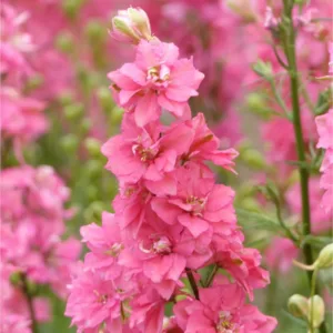 Szarkaláb › Delphinium Consolida › Imperial Salmon Beauty
