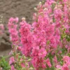 Szarkaláb › Delphinium Consolida › Imperial Salmon Beauty